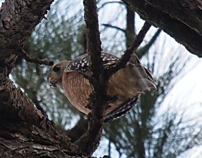 [The hawk is perched on a branch about two inches in diameter and the tail on one side and the breast is on the other since the image was basically taken looking straight up. The head is visible as the hawk looks down at something (not me).]